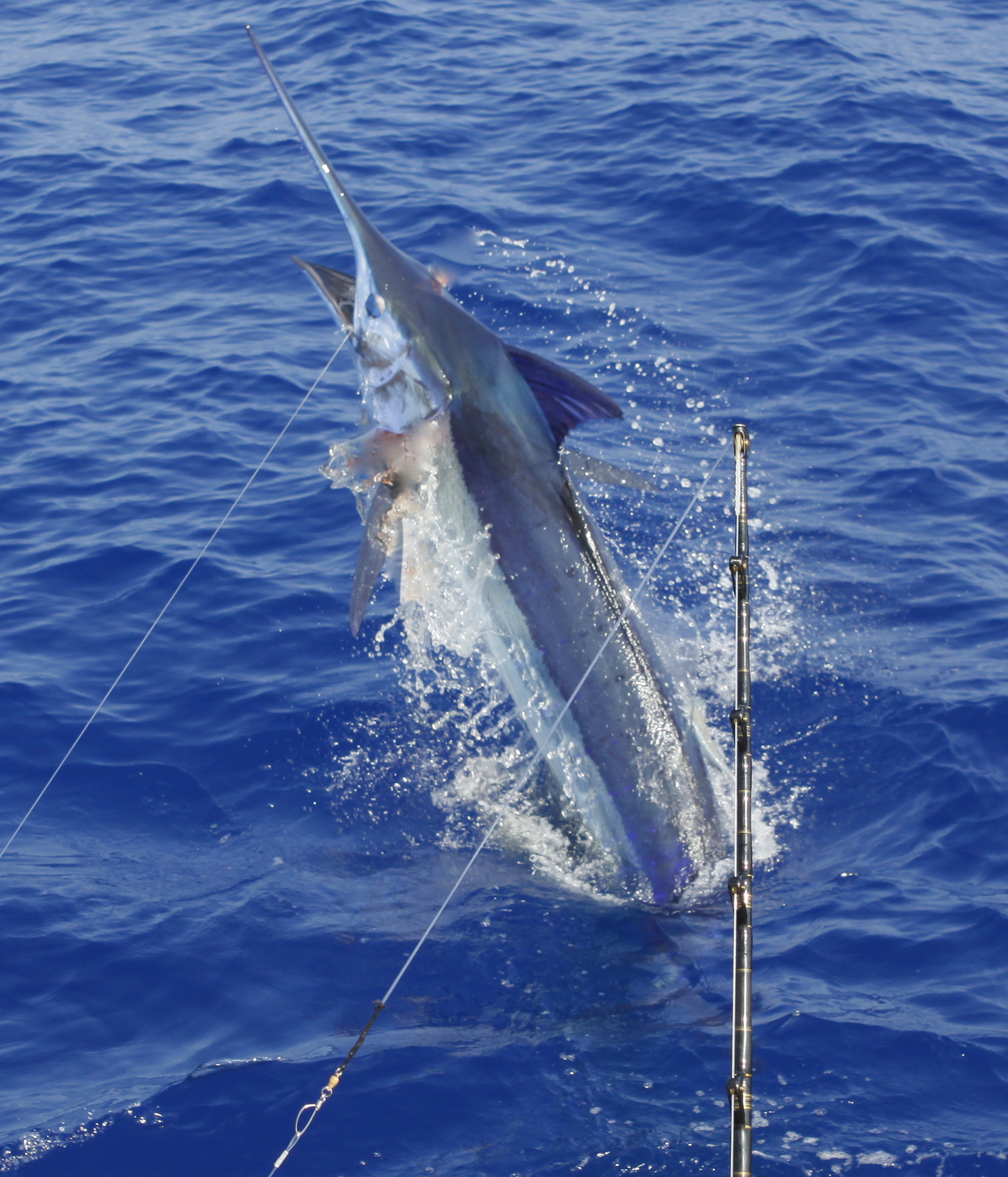 Rabinsky Day 5 Fishing Report