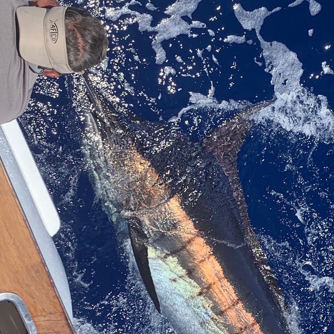 September Marlin My Favorite Time of Year - Fishing Report